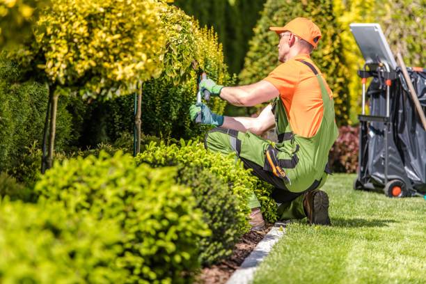 Elagage d'arbres - VS JARDIN - LE PAYSAGISTE A VOTRE SERVICE